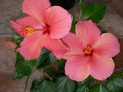 Хибискус стаен  Китайска роза (Hibiscus)
