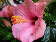 Хибискус стаен розов Китайска роза (Hibiscus)