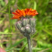 Хиерациум сеурантика, Рунянки (Hieracium)