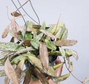 Хоя (Hoya carnosa)