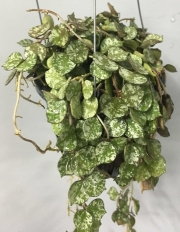 Хоя (Hoya carnosa)