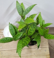 Хоя (Hoya carnosa)