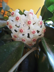 Хоя (Hoya carnosa Taiwan)