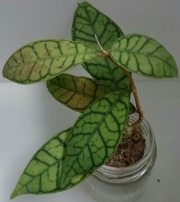 Хоя (Hoya finlaysonii)