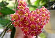 Хоя (Hoya Gracilis)