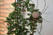 Хоя (Hoya Mathilde)