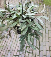Хоя (Hoya sigitallis)