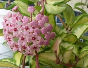 Хоя карноза вариегата (Hoya carnosa variegated krimson queen, krimson princess)