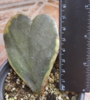 Хоя кери вариегата листо (Hoya kerrii variegata leave)
