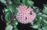 Хоя компакта (Hoya carnosa compacta)