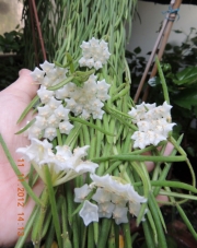 Хоя линеарис (Hoya linearis)