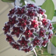 Хоя пубикаликс (Hoya pubicalyx Red Buttons)