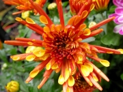 Хризантема (Chrysanthemum)