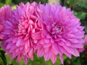Хризантема (Chrysanthemum)