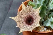 Хуерния (Huernia clavigera)