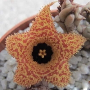 Хуерния (Huernia erinacea)