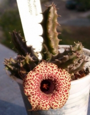 Хуерния (Huernia Hislopii)