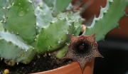 Хуерния (Huernia loeseneriana, Huernia loeseriana)