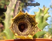 Хуерния (Huernia loeseneriana, Huernia loeseriana)