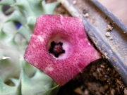 Хуерния (Huernia macrocarpa)