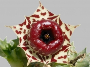 Хуерния (Huernia plowesii)