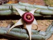 Хуерния (Huernia procumbens)