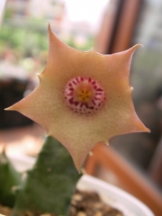 Хуерния (Huernia quinta)