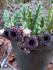 Хуерния (HUERNIA SAUDI ARABICA HYBRID)