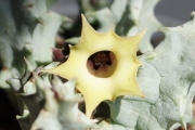 Хуерния (Huernia thuretii var. primulina)
