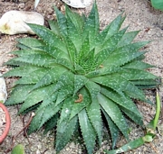 Алое аристата (Aloe aristata)