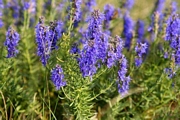 Исоп (Hyssopus officinalis)