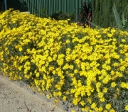 Юриопс (Euryops pectinatus)