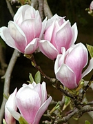 Магнолия, листопадна (Magnolia Soulangeana)