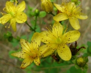 Жълт кантарион (Hypericum perforatum)