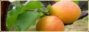 Кайсия Костюдженска (Apricot)