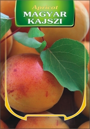 Кайсия сорт Унгарска (Apricot)