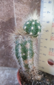 Кактус (Cactus)