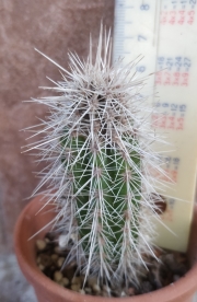 Кактус (Cactus)