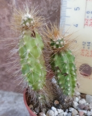 Кактус (Cactus)