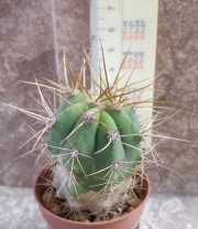Кактус (Cactus)