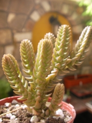 Красула (Crassula lycopodioides)