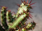 Еуфорбия (Euphorbia aeruginosa)