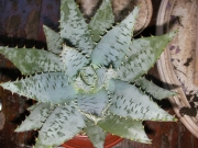 Алое (Aloe peglerae, Aloe marlotii)