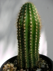Трихоцереус (Trichocereus candicans)