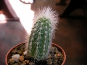 Кактус (Cactus)