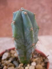 Миртилокактус (Myrtillocactus geometrizans)