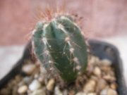 Пахицереус (Pachycereus)