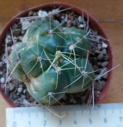 Кактус (Cactus)