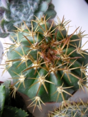 Мелокактус (Melocactus)