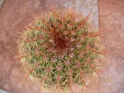 Кактус (Cactus)